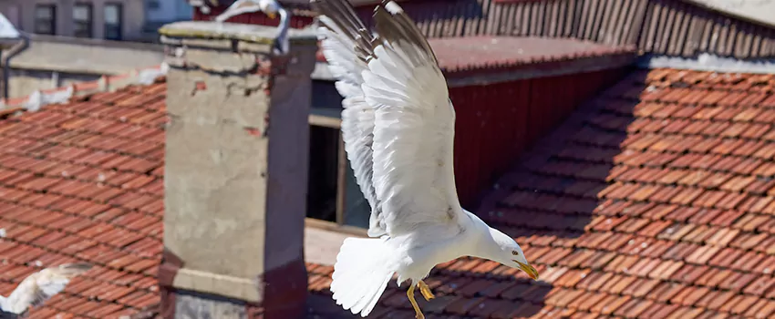 Residential Chimney Animal Removal Solution in Glendora, CA